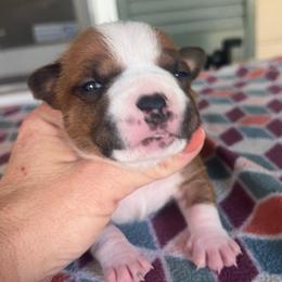 Rachel - Red female American Staffordshire Terrier puppy in Marietta, Georgia from Ambition Amstaffs