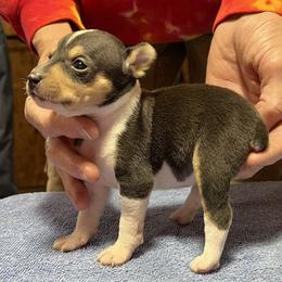Cody - Black white and tan male Rat Terrier puppy in Gonzales, Texas from Sunshine Deckers