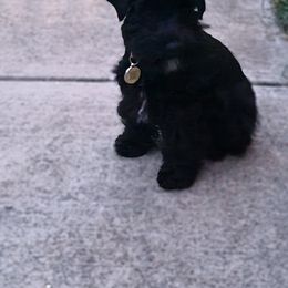 Miniature Schnauzer Puppies from Matrix Schnauzers