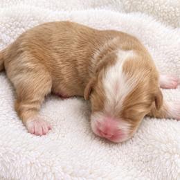 Gideon - male Australian Mountain Doodle puppy in Savannah, Missouri from Rose Creek Mini Aussies and doodles