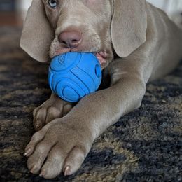 Weimaraner Puppies from Freehart's Weimaraners