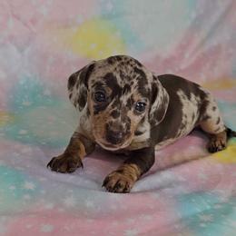 Dachshund Puppies from Newbern's Nuggets