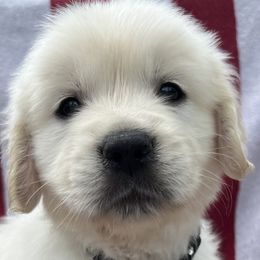 Boy 3 - Golden Retriever puppy in South Carolina from Carolina Point Retrievers