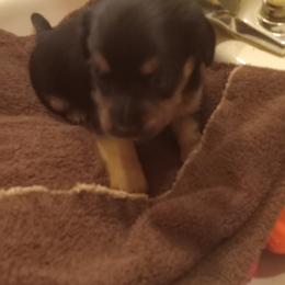 Boy 2 - Blue and tan male Dachshund puppy in Warrenville, South Carolina from Sherman's Dachshunds