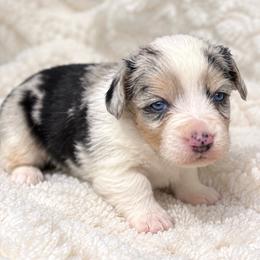Cheyenne - Blue merle and white female Cardigan Welsh Corgi puppy in Kerens, West Virginia from Leather & Lace