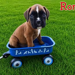 Romeo - Fawn male Boxer puppy in Abilene, Texas from L&L Euro Boxers and Small Town Shih Tzus