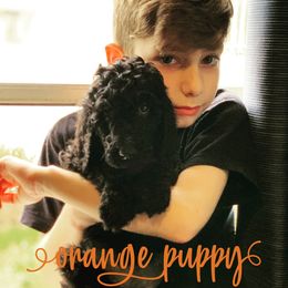 Goldendoodle Puppies from Little Doodle Love