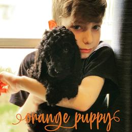 Goldendoodle Puppies from Little Doodle Love