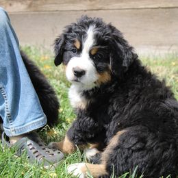 Dinah - Bernese Mountain Dog puppy from Arlin Horst's Bernese Mountain Dogs