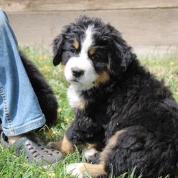 Dinah - Bernese Mountain Dog puppy from Arlin Horst's Bernese Mountain Dogs