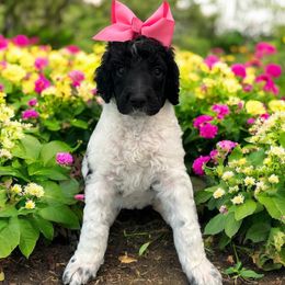 Figi - Parti female Poodle puppy in Prosperity, Pennsylvania from Stelladoodles & Company
