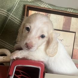 Benny - Cream male Dachshund puppy in Sharon Springs, New York from Show Us The Way Homestead