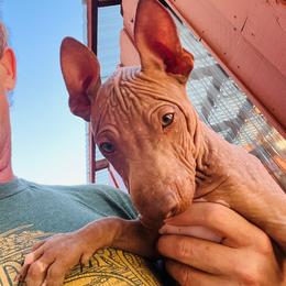 Cappuccino - Chocolate male American Hairless Terrier puppy in Sacramento, California from Gold Rush Kennels