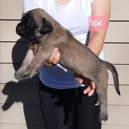 AKC PUP 304 - Fawn female Mastiff puppy in Ava, Missouri from Ozark Mountain Mastiffs