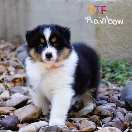 Australian Shepherd, Mastiff, and Miniature American Shepherd Puppies from Ashber Farm