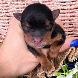 Vera - Black and tan female Yorkshire Terrier puppy in West Fargo, North Dakota from A Yorkie Tale