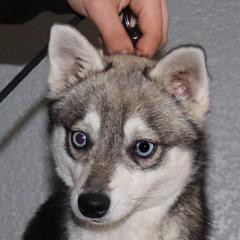 Korpos - Alaskan Klee Kai