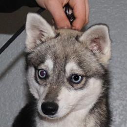 Korpos - Alaskan Klee Kai
