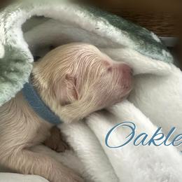 Oakley - Light golden male Golden Retriever puppy in Los Osos, California from Wise Goldens