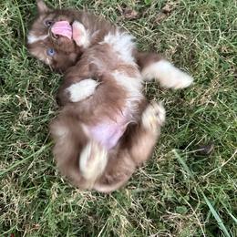 German Shepherd and Siberian Husky Puppies from Rose Trail Siberian’s