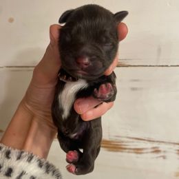 Liver 2 - Liver male Miniature Schnauzer puppy in Malvern, Arkansas from Deep South Miniature Schnauzers