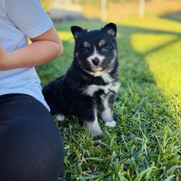 Rumi - Tri-color female Pomsky puppy in Yavapai County, Arizona from Pawsh Pomskies