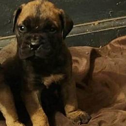 Purple girl - Red female Bullmastiff puppy in South Attleboro, Massachusetts from Bessettes Bullies