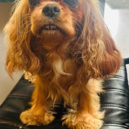 Dolly - Cavalier King Charles Spaniel