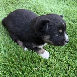 Bruno - Tri-color male Pomsky puppy in La Vergne, Tennessee from Atencio Pomsky