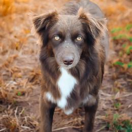 Reba - Miniature Australian Shepherd