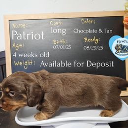 Patriot - Chocolate and tan male Dachshund puppy in Hoquiam, Washington from Heyd's Mini Dachshunds