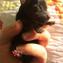 Yorkshire Terrier Puppies from Liz’s Yorkshire Terriers