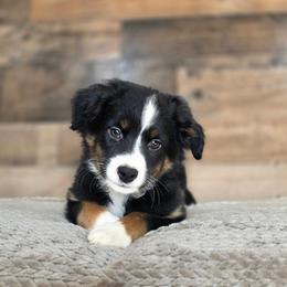 Stone - Black tri male Miniature Australian Shepherd puppy in Killen, Alabama from Wilkers Wholehearted Mini Aussies