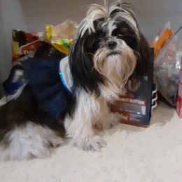 Marilynn - Shih Tzu