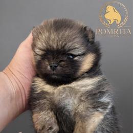 River - Orange sable female Pomeranian puppy in North Port, Florida from POMRITA POM’S