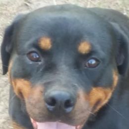 Rottweilers from Ronald Driver's Rottweilers