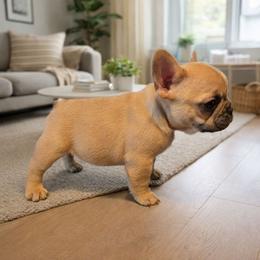 Boy 1 - Blue fawn male French Bulldog puppy in Nashville, Tennessee from Prestigious K9