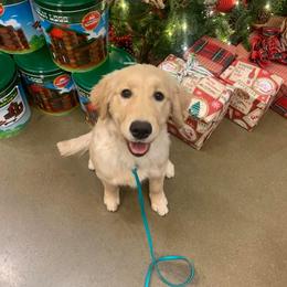 Golden Retriever Puppies from Scout's Legacy Golden Retrievers