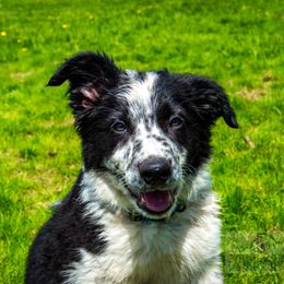 Border Collie, Golden Retriever, and Sporty Mix Puppies from Turbo Border Collies & Coltrievers