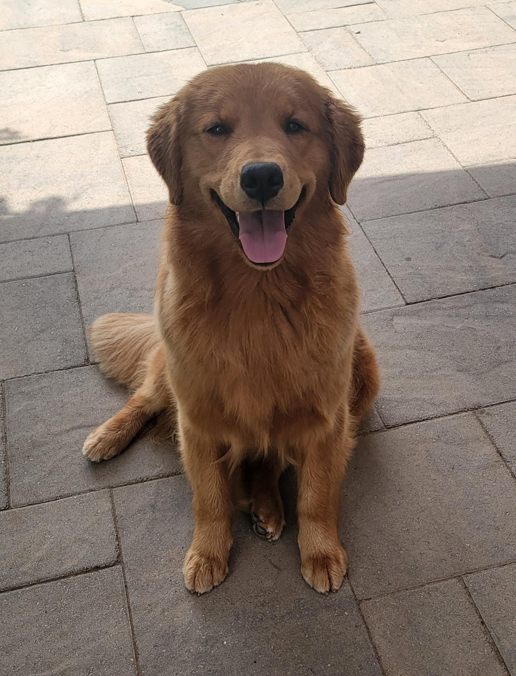 Cora