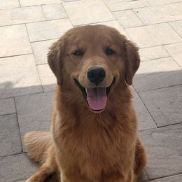 Cora - Golden Retriever