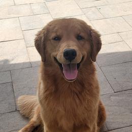 Cora - Golden Retriever