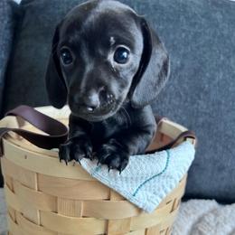Petal - Black female Dachshund puppy in Ocala, Florida from Weenie Boops