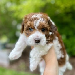Cavapoo and Havapoo Puppies from Meadowlark Doodles