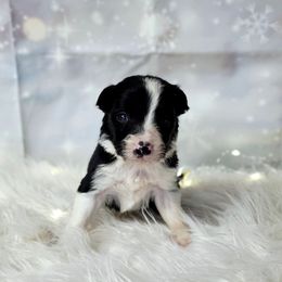 Monterey Jack - Black and white male Border Collie puppy in Avilla, Indiana from Borderline Kennels