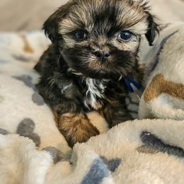 Poodle, Shichon, Shihpoo, Shih Tzu, and Shorkie Puppies from Ever After Tails