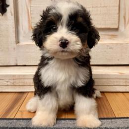 Tricolor male - Tri-color male Bernedoodle puppy in Brooksville, Florida from Kruger Doodles