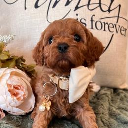 Sienna - Red female Cavapoo puppy in Fairmont, West Virginia from Robin Nelson