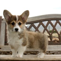 American Corgi and Pembroke Welsh Corgi Puppies from Martinez Corgis