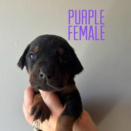 Truffle - Black and rust female Doberman Pinscher puppy in Wellington, Ohio from Jessie (TDD, llc)